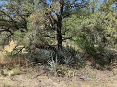 Yucca baccata