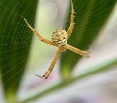 Argiope aemula