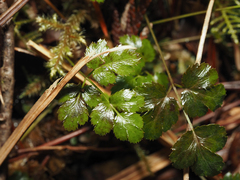 Coptis aspleniifolia
