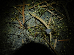 Peirates fuliginosus