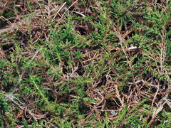 Calluna vulgaris