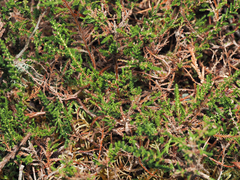 Calluna vulgaris