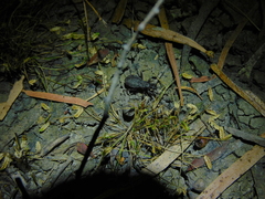 Peirates fuliginosus