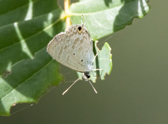 Catochrysops panormus