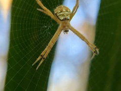 Argiope aemula