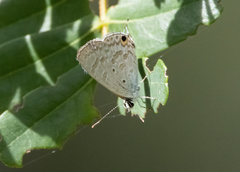 Catochrysops panormus