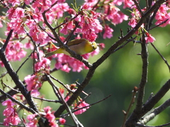 Zosterops simplex simplex