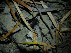 Peirates fuliginosus