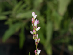Persicaria longiseta