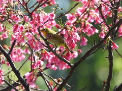 Zosterops simplex simplex