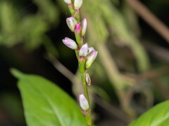 Persicaria longiseta