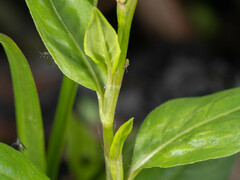 Persicaria longiseta