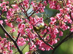 Zosterops simplex simplex