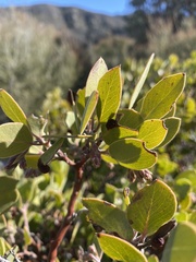 Arctostaphylos glandulosa