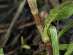 Persicaria longiseta