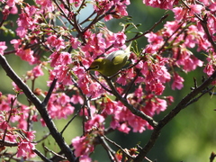 Zosterops simplex simplex