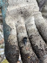 Pterostichus algidus
