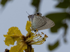 Catochrysops panormus