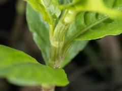 Persicaria longiseta