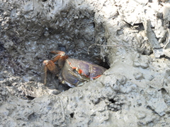 Chasmagnathus convexus