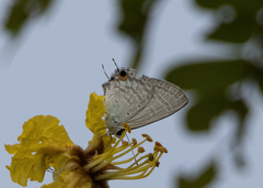Catochrysops panormus