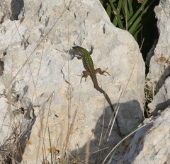 Podarcis siculus siculus