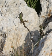 Podarcis siculus siculus