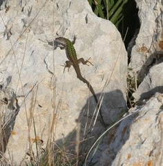 Podarcis siculus siculus