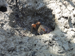 Chasmagnathus convexus
