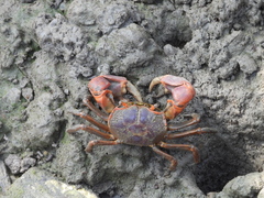 Chasmagnathus convexus