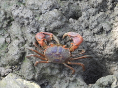 Chasmagnathus convexus