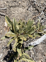 Eriodictyon trichocalyx