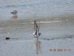 Calidris minuta