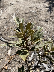 Eriodictyon trichocalyx