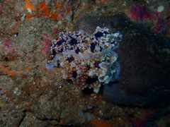 Dendrodoris krusensternii