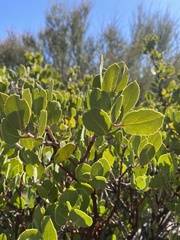 Arctostaphylos parryana