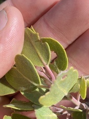 Arctostaphylos parryana