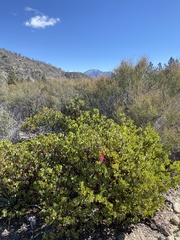Arctostaphylos parryana