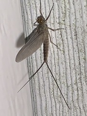Hexagenia bilineata