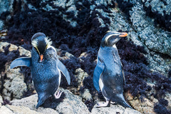 Eudyptes pachyrhynchus