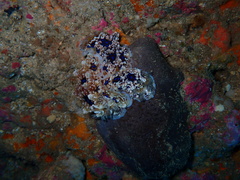 Dendrodoris krusensternii