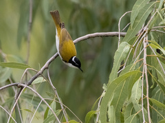 Melithreptus albogularis