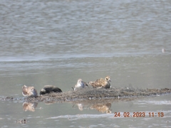 Calidris minuta