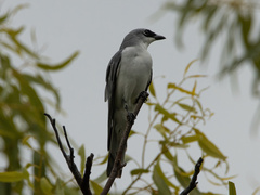 Coracina papuensis