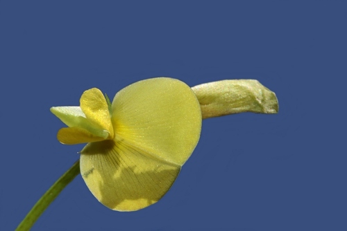 Vigna oblongifolia