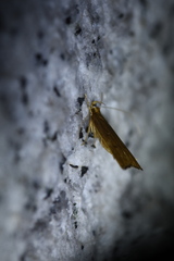 Lecitholaxa thiodora