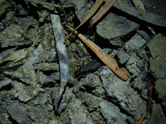 Peirates fuliginosus