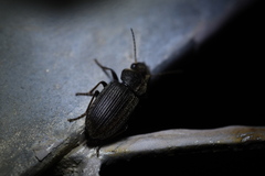 Harpalina