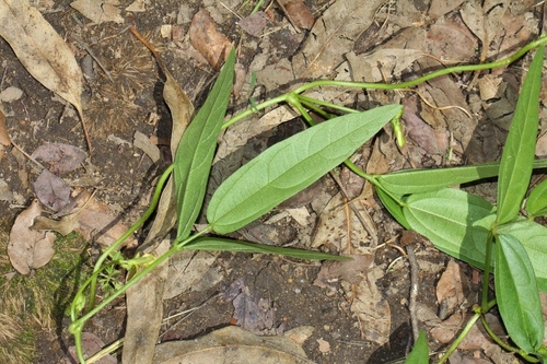 Vigna oblongifolia image