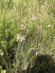 Helichrysum rugulosum
